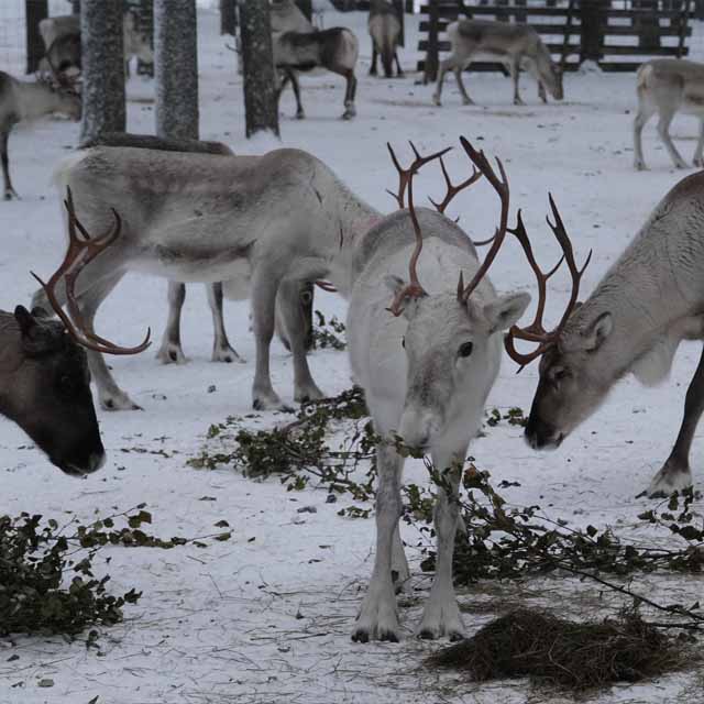 Reindeer